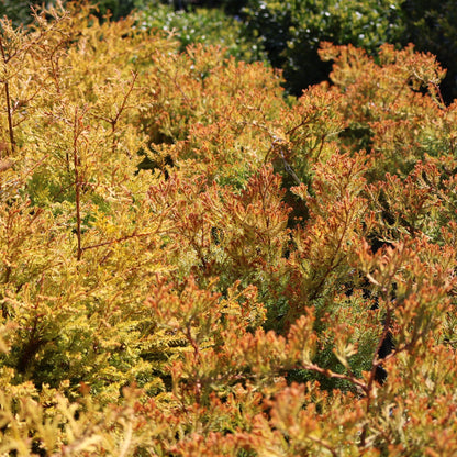 Cedar 'Fire Chief'