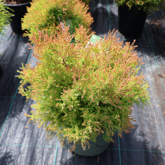 Cedar 'Fire Chief'