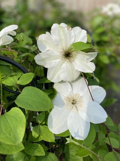 Clematis 'Guernsey Cream'