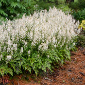 Foam Flower 'Cutting Edge' PW