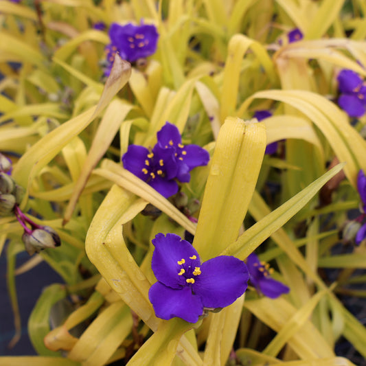 Spiderwort 'Blue and Gold'