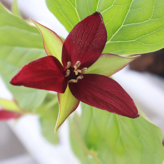 Red Trillium