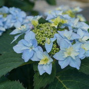 Hydrangea 'Tuff Stuff Ah-Ha' PW