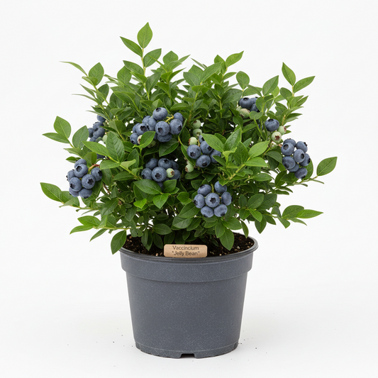Blueberry 'Jelly Bean'