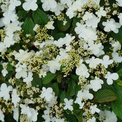 Viburnum, Doublefile 'Steady Eddy' PW