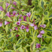 Weigela 'Bubbly Wine' PW