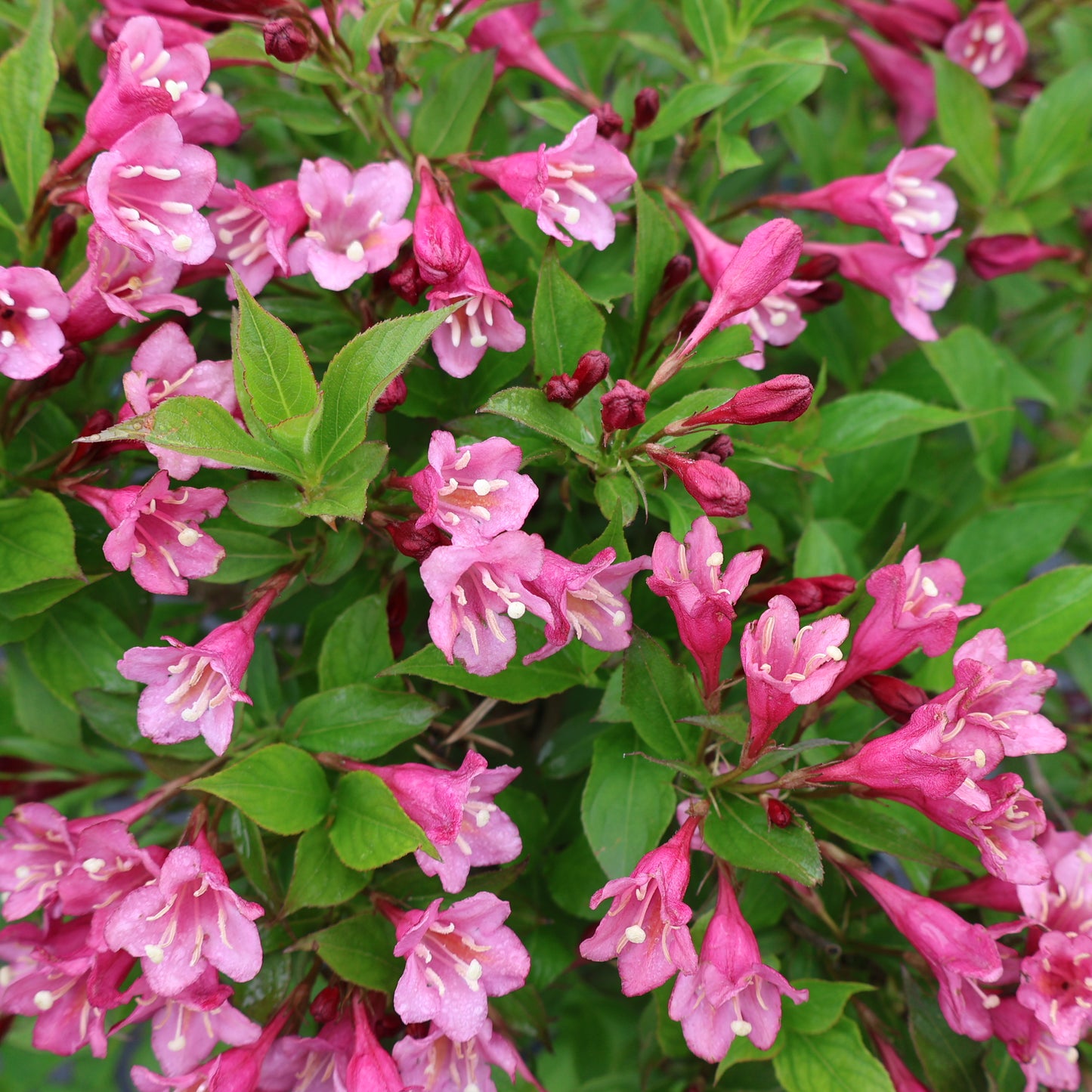 Weigela 'Minuet'