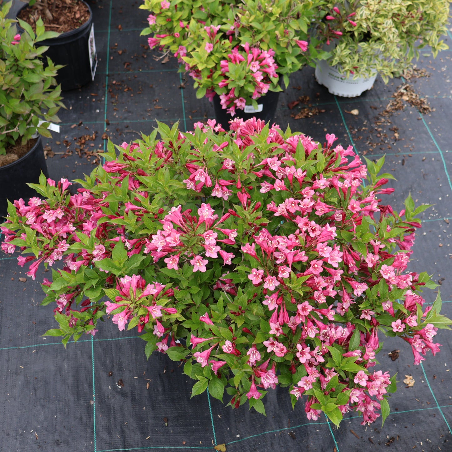 Weigela 'Minuet'