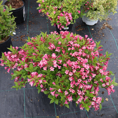 Weigela 'Minuet'