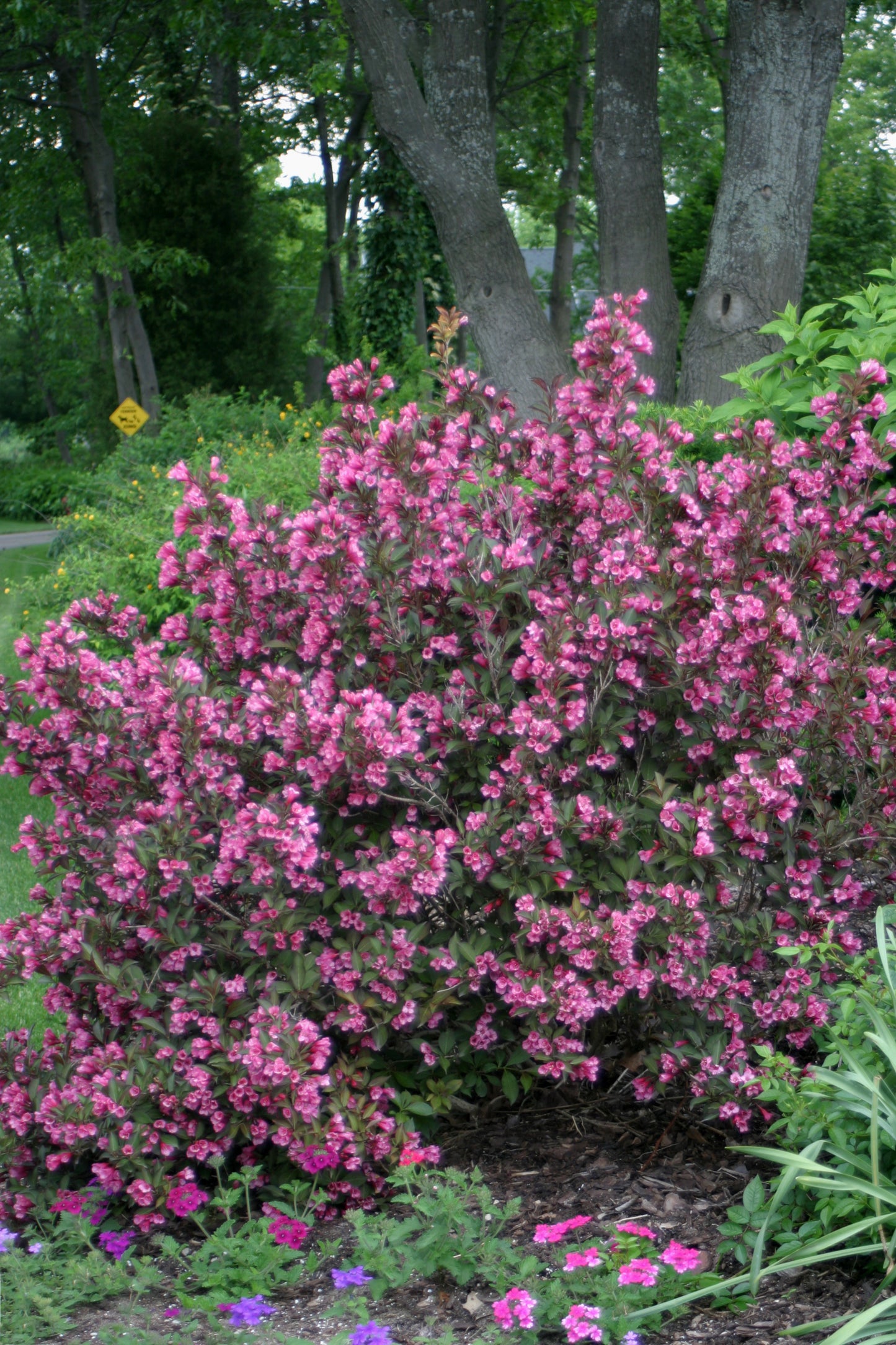 Weigela 'Wine and Roses' PW