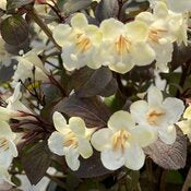 Weigela 'Wine & Spirits' PW