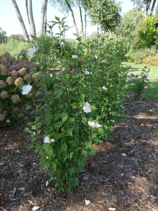 Rose of Sharon 'White Pillar' PW