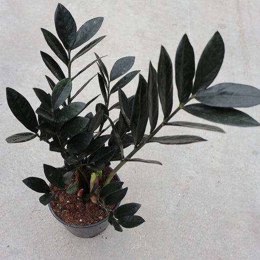 ZZ Plant 'Supernova Black'