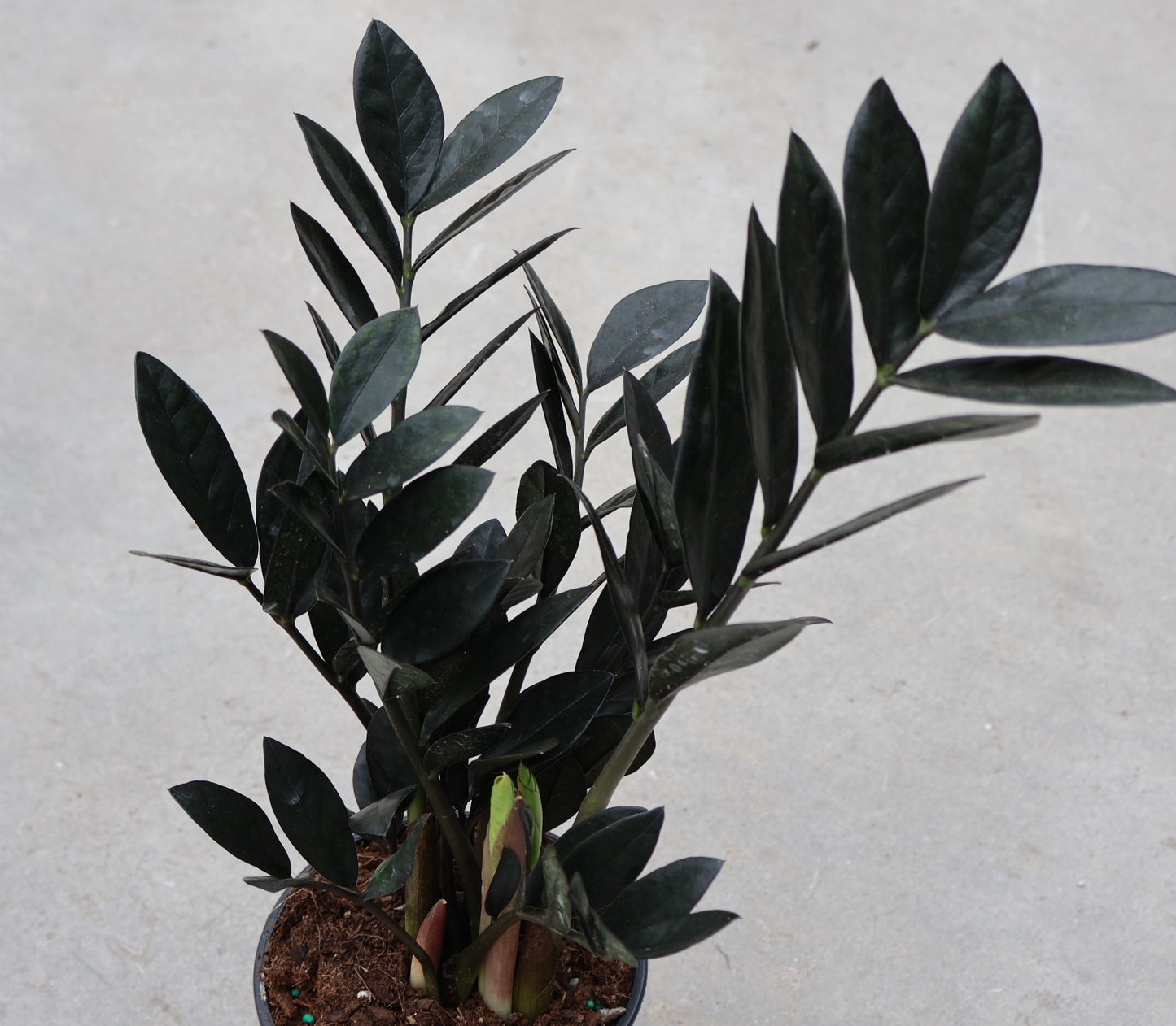 ZZ Plant 'Supernova Black'