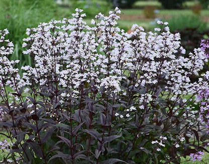 Beardtongue 'Onyx and Pearls'