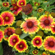 Blanket Flower  'Arizona Sun'