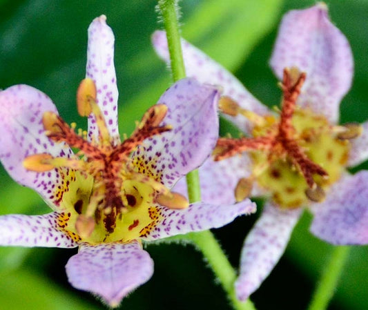 Toad Lily 'Autumn Glow'