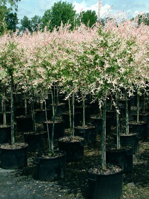 Willow, Dappled 'Flamingo' Tree Form