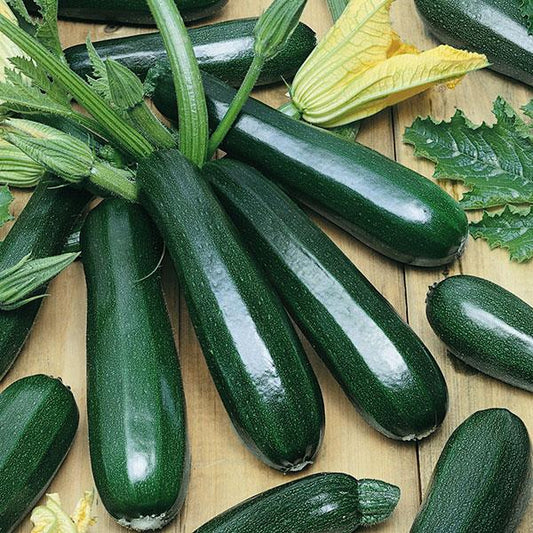 Squash 'Zucchini (Dark Green)' 4"