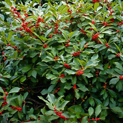 Holly, Winterberry 'Berry Heavy' PW 2Gal