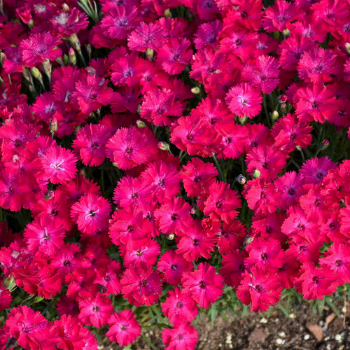 Dianthus 'Paint the Town Red' PW