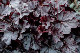 Coral Bells 'Northern Exposure Black' 1G