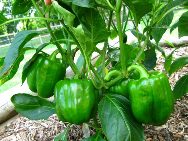 Pepper 'California Wonder - Bell'