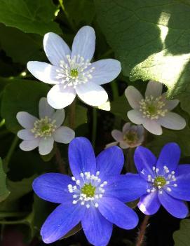 Round-Lobed Hepatica