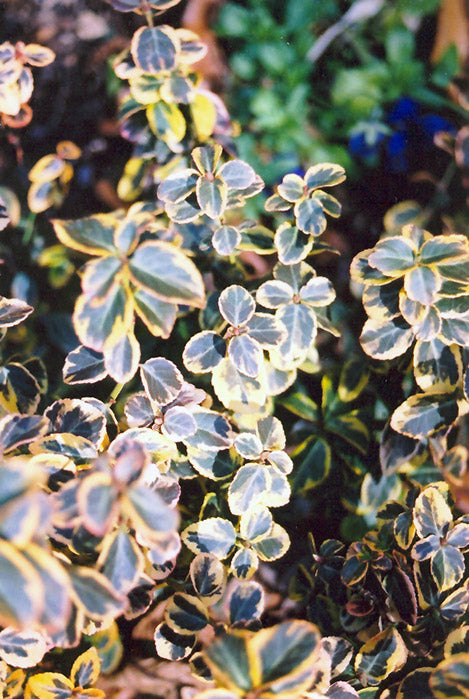 Euonymus 'Canadale Gold' Wintercreeper 2G