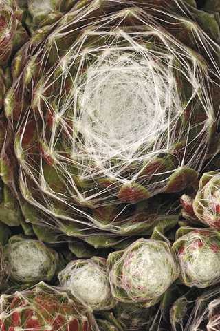 Hen & Chicks 'Tomentosum'