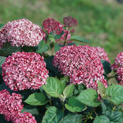 Hydrangea, 'Invincibelle Garnetta' PW 2