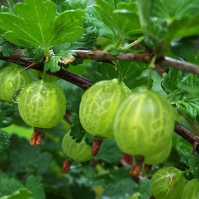 Gooseberry 'Little Ben'