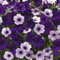 Trixiliner- 12" Hanging Basket, Various Colours