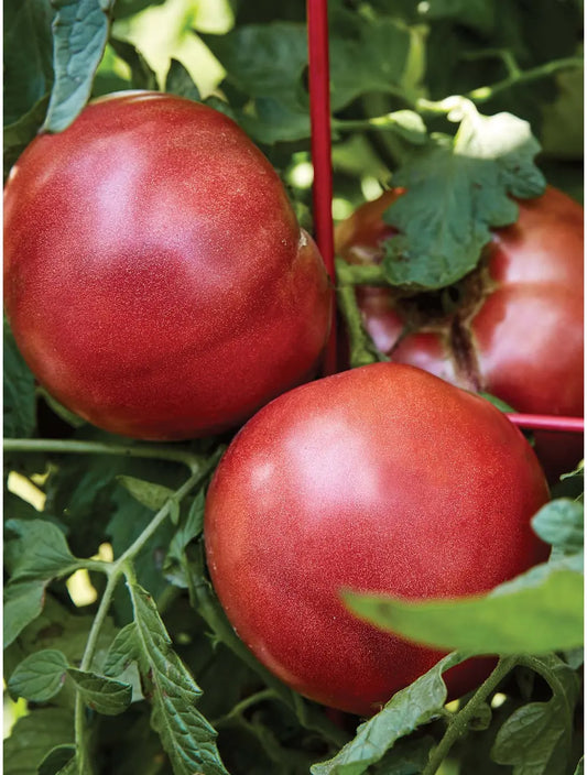 Tomatoes 'Cherokee Purple' 4"