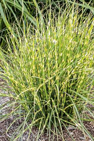 Grasses, Maiden 'Bandwidth'