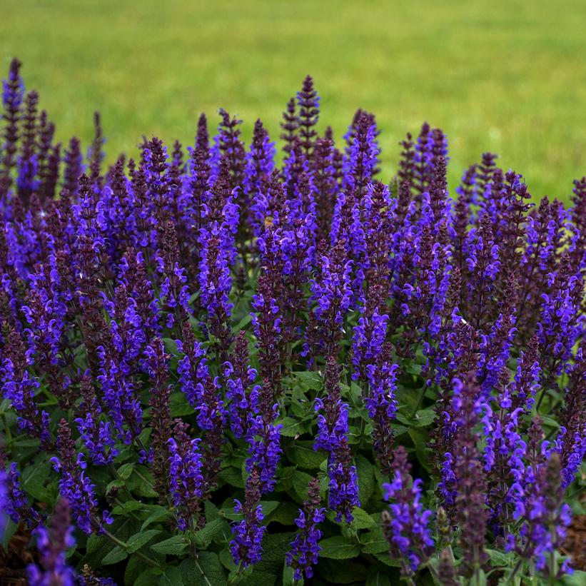 Salvia 'Bumbleblue Meadow' 1G