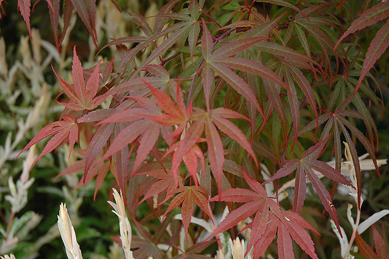 Japanese Maple 'Red Pygmy' 2G