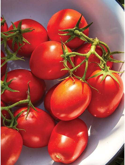 Tomato 'Roma'