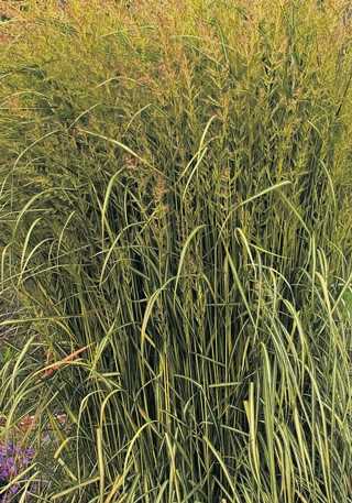 Feather Reed Grass 'Eldorado'