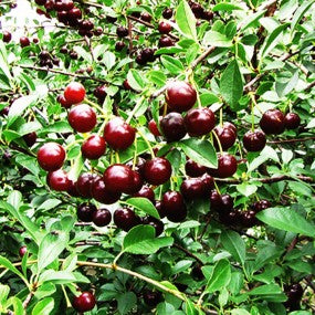 Dwarf Cherry - Sour 'Romeo'
