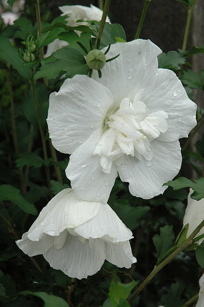 Rose of Sharon Tree Form 'White Chiffon' PW 5G