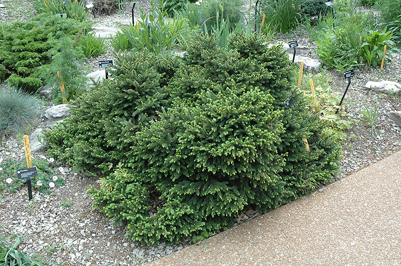 Spruce, Norway, Dwarf, 'Pumila'