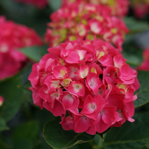 Hydrangea 'Wee Bit Giddy'