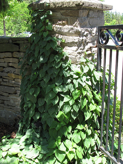 Climbing Hydrangea, Japanese 'Moonlight' 1G