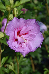 Rose of Sharon 'Lavender Chiffon DBL' PW 3GAL