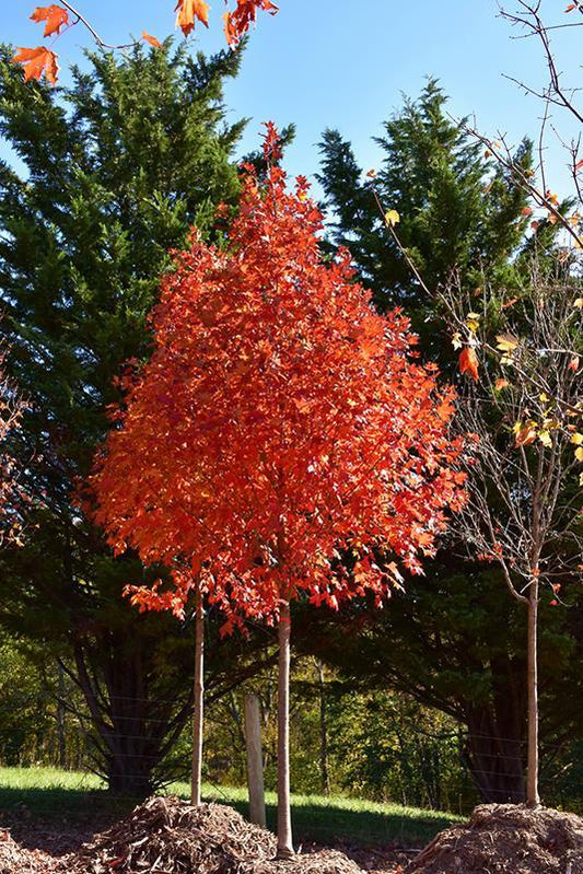 Sugar Maple 'Flashfire' 250cm 15G