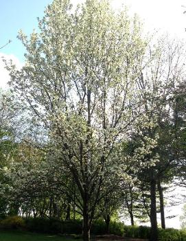 Ornamental Pear Chanticleer 'Glen's Form' 175cm 7G