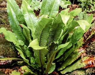 Fern, Hart's Tongue