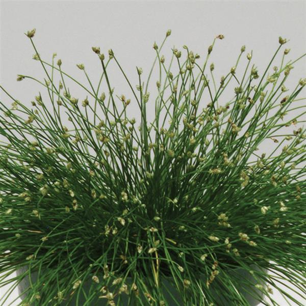 Grasses, Mop-Sedge 'Live Wire' 1qt