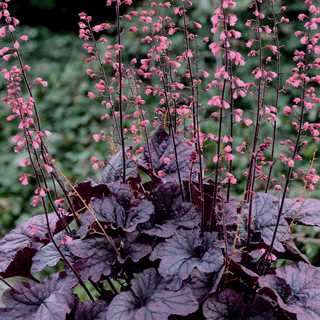 Coral Bells 'Grape Timeless'
